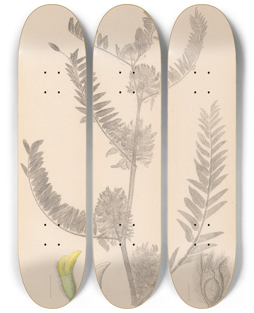 Triptych art skateboard deck of Louis Antoine Cusin Herbier De La Flore Franaise Pl0406 by Louis Antoine Cusin (1824-1901)