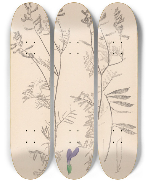Triptych art skateboard deck of Louis Antoine Cusin Herbier De La Flore Franaise Pl0464 by Louis Antoine Cusin (1824-1901)