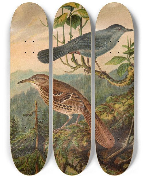 Triptych art skateboard deck of Johann Friedrich Naumann Mimus Carolinensis Harporhynchus Rufus by Johann Friedrich Naumann (1780-1857)