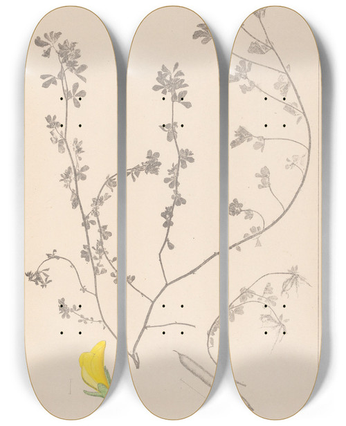 Triptych art skateboard deck of Louis Antoine Cusin Herbier De La Flore Franaise Pl0394 by Louis Antoine Cusin (1824-1901)