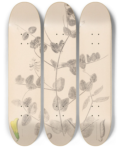 Triptych art skateboard deck of Louis Antoine Cusin Herbier De La Flore Franaise Pl0468 by Louis Antoine Cusin (1824-1901)