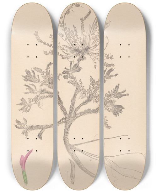 Triptych art skateboard deck of Louis Antoine Cusin Herbier De La Flore Franaise Pl0417 by Louis Antoine Cusin (1824-1901)
