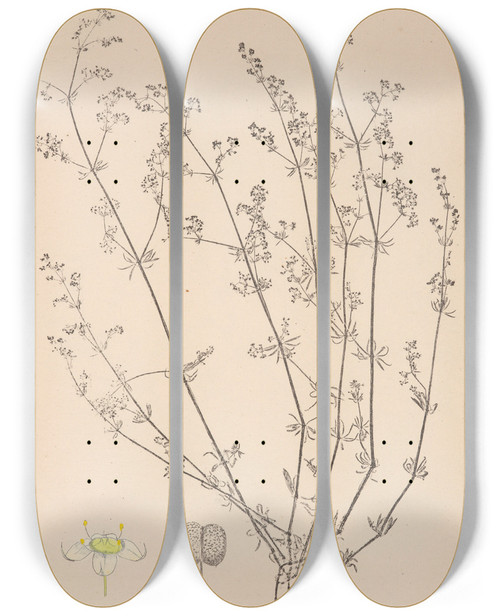 Triptych art skateboard deck of Louis Antoine Cusin Herbier De La Flore Franaise Pl0617 by Louis Antoine Cusin (1824-1901)
