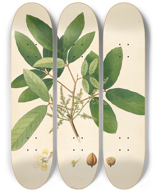 Triptych art skateboard deck of William Roxburgh Plants Of The Coast Of Coromandel Pl060 by William Roxburgh (1751-1815)