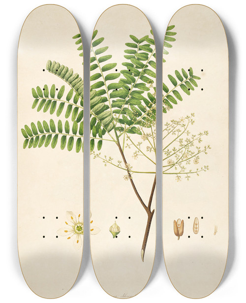 Triptych art skateboard deck of William Roxburgh Plants Of The Coast Of Coromandel Pl064 by William Roxburgh (1751-1815)