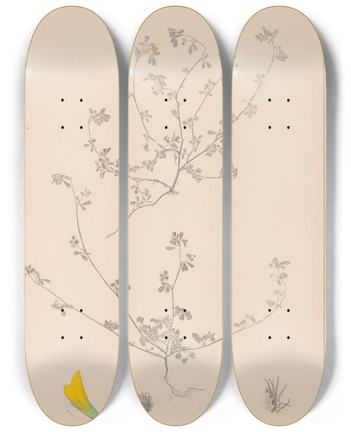 Triptych art skateboard deck of Louis Antoine Cusin Herbier De La Flore Franaise Pl0277 by Louis Antoine Cusin (1824-1901)