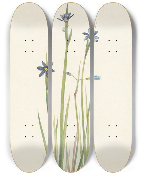 Triptych art skateboard deck of Mary Vaux Walcott Blueeyedgrass Sisyrinchium Angustifolium by Mary Vaux Walcott (1860-1940)