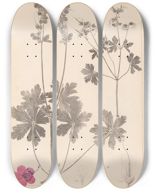 Triptych art skateboard deck of Louis Antoine Cusin Herbier De La Flore Franaise Pl0077 by Louis Antoine Cusin (1824-1901)