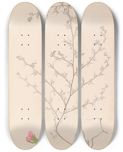 Triptych art skateboard deck of Louis Antoine Cusin Herbier De La Flore Franaise Pl0224 by Louis Antoine Cusin (1824-1901)