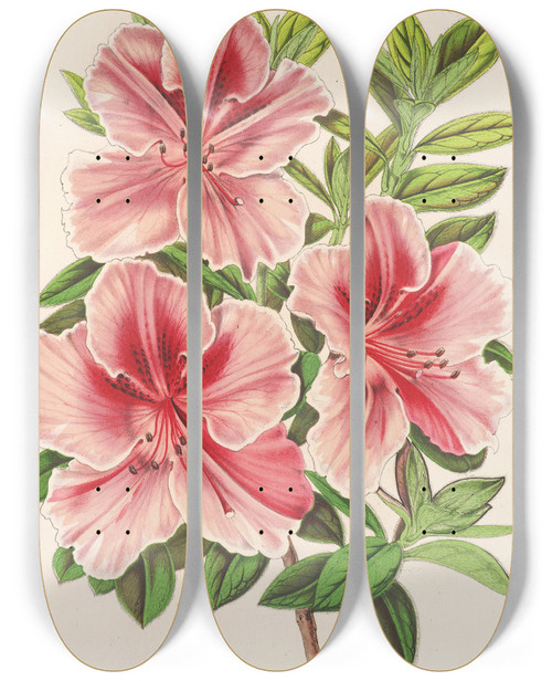 Triptych art skateboard deck of Charles Antoine Lemaire Azalea Indica Hybrida Madame Verschaffelt by Charles Antoine Lemaire (1800-1871)