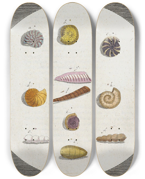Triptych art skateboard deck of Martin Frobenius Ledermuller Amusement Microscopique Tant Pour Lesprit Que Pour Les Yeux Pl009 by Martin Frobenius Ledermu%Cc%88Ller (1719-1769)