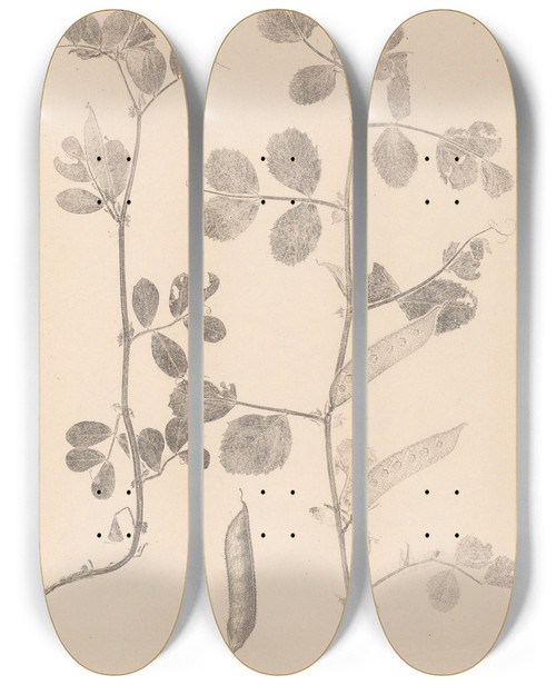 Triptych art skateboard deck of Louis Antoine Cusin Herbier De La Flore Franaise Pl0459 by Louis Antoine Cusin (1824-1901)