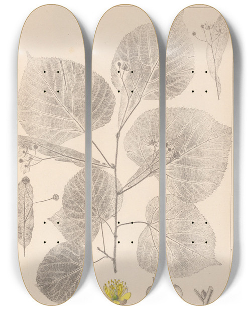 Triptych art skateboard deck of Louis Antoine Cusin Herbier De La Flore Franaise Pl0025 by Louis Antoine Cusin (1824-1901)