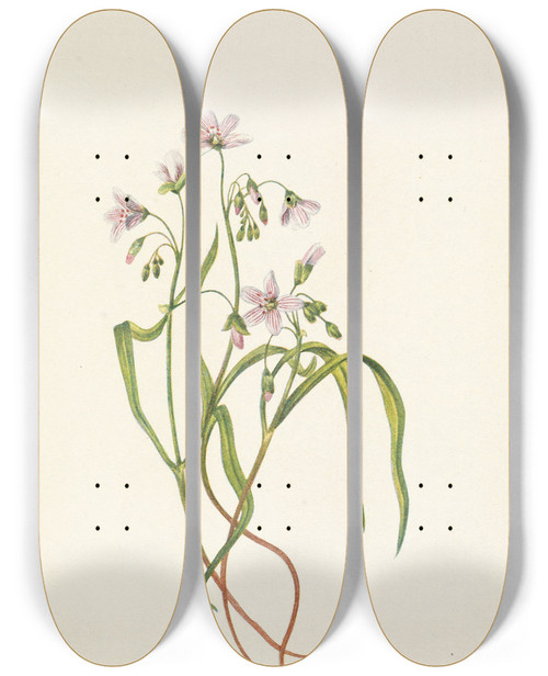Triptych art skateboard deck of Mary Vaux Walcott Virginia Springbeauty Claytonia Virginica by Mary Vaux Walcott (1860-1940)