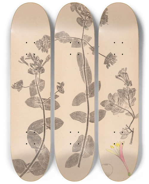 Triptych art skateboard deck of Louis Antoine Cusin Herbier De La Flore Franaise Pl0574 by Louis Antoine Cusin (1824-1901)