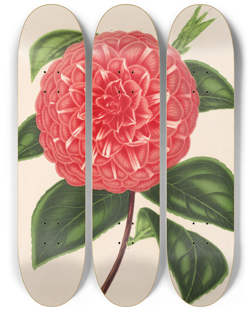 Triptych art skateboard deck of Charles Antoine Lemaire Camellia Madame Rudolph Abel by Charles Antoine Lemaire (1800-1871)