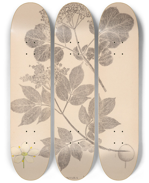 Triptych art skateboard deck of Louis Antoine Cusin Herbier De La Flore Franaise Pl0569 by Louis Antoine Cusin (1824-1901)