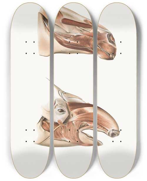 Triptych art skateboard deck of Johan Erik Vesti Boas Deeper Facial Muscles Of Horse And Tapir by Johan Erik Vesti Boas (1855-1935)