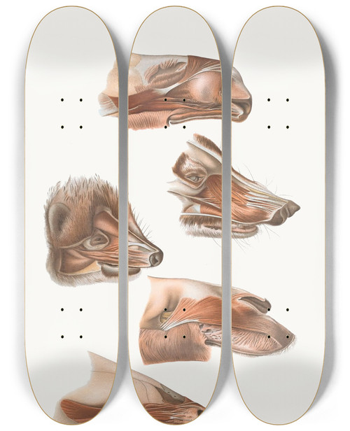 Triptych art skateboard deck of Johan Erik Vesti Boas Fore End Of Head Of Elk Nasua Dromedary Erinaceuswapiti by Johan Erik Vesti Boas (1855-1935)