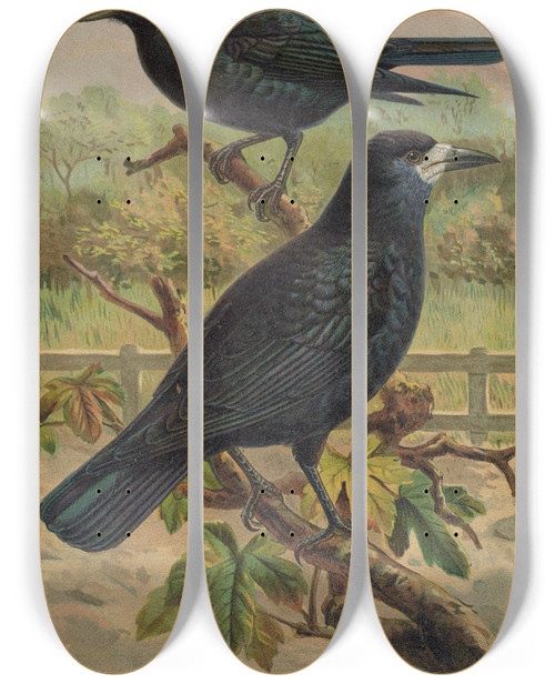 Triptych art skateboard deck of Johann Friedrich Naumann Corvus Frugilegus by Johann Friedrich Naumann (1780-1857)