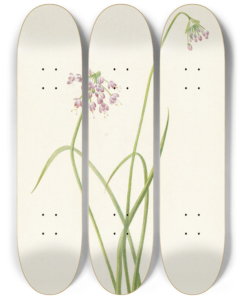 Triptych art skateboard deck of Mary Vaux Walcott Nodding Onion Allium Cernuum by Mary Vaux Walcott (1860-1940)