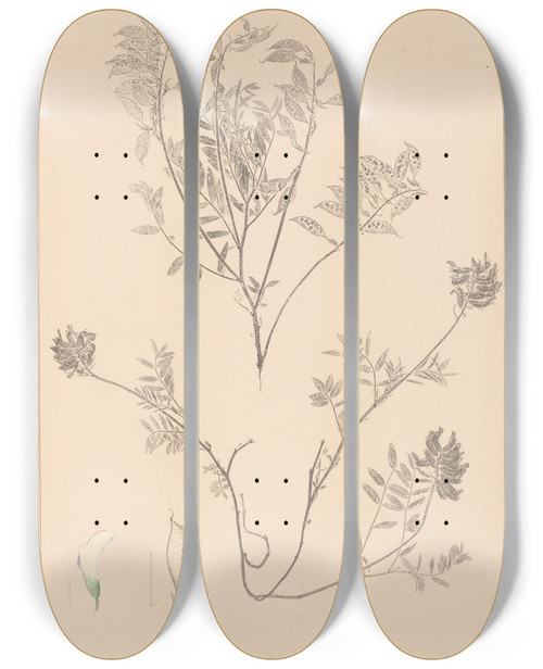 Triptych art skateboard deck of Louis Antoine Cusin Herbier De La Flore Franaise Pl0432 by Louis Antoine Cusin (1824-1901)