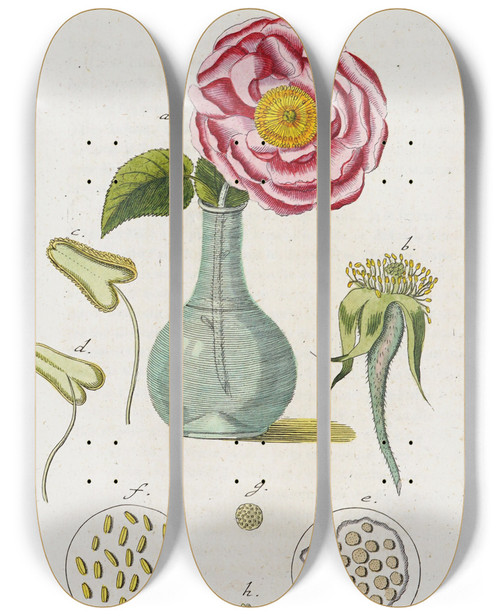 Triptych art skateboard deck of Martin Frobenius Ledermuller Amusement Microscopique Tant Pour Lesprit Que Pour Les Yeux Pl077 by Martin Frobenius Ledermu%Cc%88Ller (1719-1769)