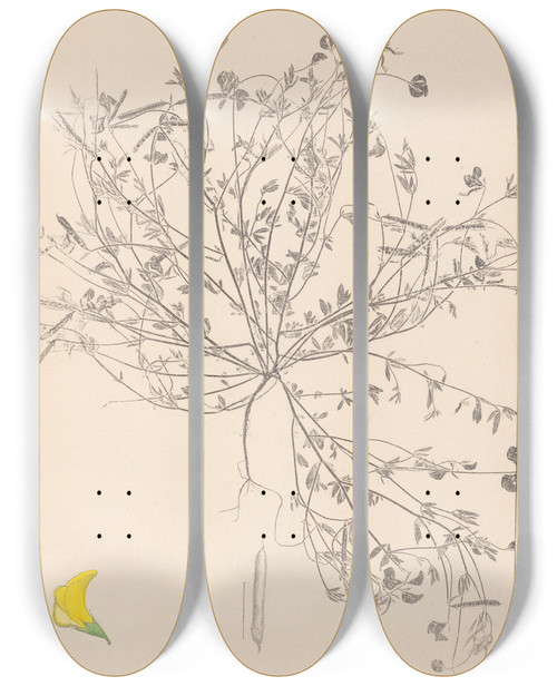 Triptych art skateboard deck of Louis Antoine Cusin Herbier De La Flore Franaise Pl0392 by Louis Antoine Cusin (1824-1901)
