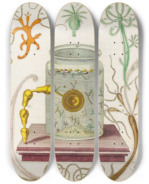 Triptych art skateboard deck of Martin Frobenius Ledermuller Amusement Microscopique Tant Pour Lesprit Que Pour Les Yeux Pl067 by Martin Frobenius Ledermu%Cc%88Ller (1719-1769)