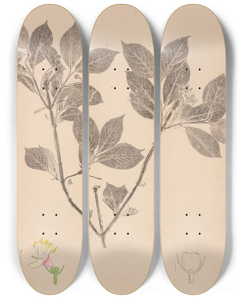 Triptych art skateboard deck of Louis Antoine Cusin Herbier De La Flore Franaise Pl0581 by Louis Antoine Cusin (1824-1901)