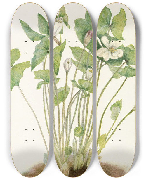 Triptych art skateboard deck of Mary Vaux Walcott Twinleaf Jeffersonia Diphylla by Mary Vaux Walcott (1860-1940)