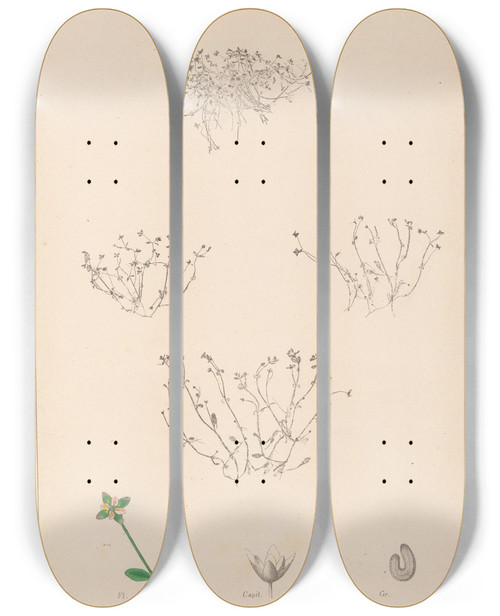 Triptych art skateboard deck of Louis Antoine Cusin Herbier De La Flore Franaise Pl0002 by Louis Antoine Cusin (1824-1901)