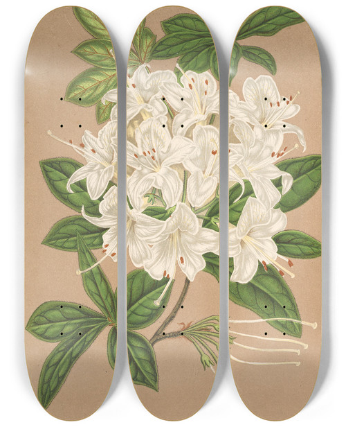 Triptych art skateboard deck of Charles Antoine Lemaire Azalea Sinensis Var Albiflora by Charles Antoine Lemaire (1800-1871)