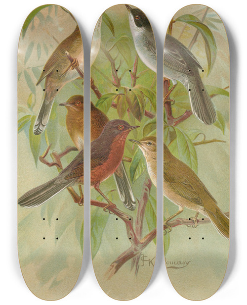 Triptych art skateboard deck of Johann Friedrich Naumann Sylvia Melanocephala Sylvia Undata Hypolais Salicaria by Johann Friedrich Naumann (1780-1857)