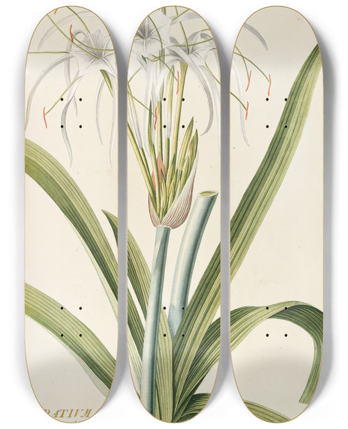 Triptych art skateboard deck of Georg Dionysius Ehret Pancratium by Georg Dionysius Ehret (1708-1770)