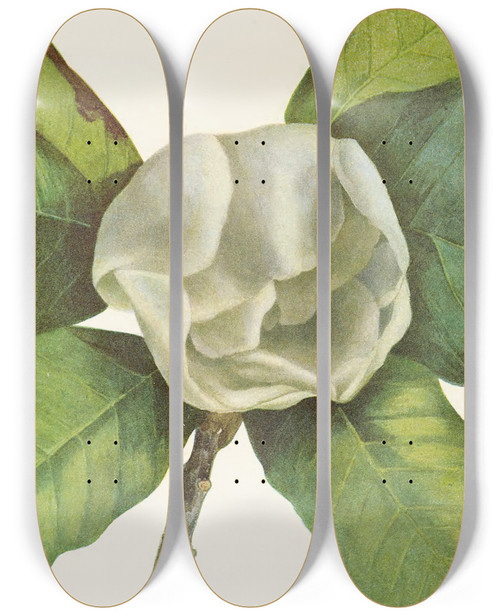 Triptych art skateboard deck of Mary Vaux Walcott Southern Magnolia Flower Magnolia Grandiflora by Mary Vaux Walcott (1860-1940)