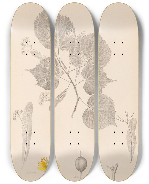 Triptych art skateboard deck of Louis Antoine Cusin Herbier De La Flore Franaise Pl0028 by Louis Antoine Cusin (1824-1901)