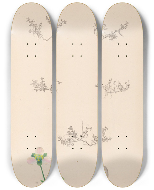 Triptych art skateboard deck of Louis Antoine Cusin Herbier De La Flore Franaise Pl0004 by Louis Antoine Cusin (1824-1901)