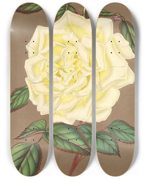 Triptych art skateboard deck of Charles Antoine Lemaire Rose Th Isabelle Sprunt by Charles Antoine Lemaire (1800-1871)