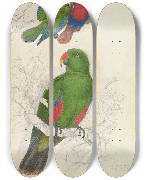 Triptych art skateboard deck of Edward Lear Eclectus Roratus Polychloros by Edward Lear (1812-1888)