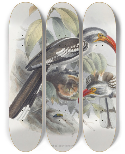 Triptych art skateboard deck of Daniel Giraud Elliot Tockus Erythrorhynchus by Daniel Giraud Elliot (1835-1915)