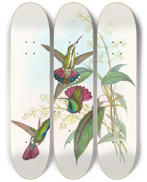 Triptych art skateboard deck of John Gould Lampornis Prevosti by John Gould (1804-1881)