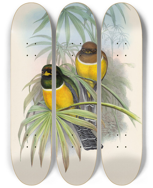 Triptych art skateboard deck of John Gould A Monograph Of The Trogonidae Or Family Of Trogons Pl06 by John Gould (1804-1881)