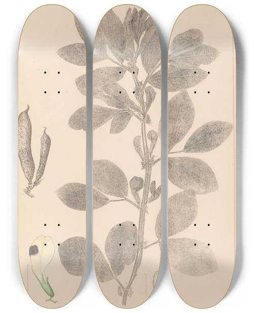 Triptych art skateboard deck of Louis Antoine Cusin Herbier De La Flore Franaise Pl0457 by Louis Antoine Cusin (1824-1901)