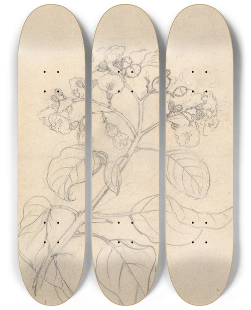 Triptych art skateboard deck of Luigi Balugani Cordia Abyssinica_1 by Luigi Balugani (1737-1770)