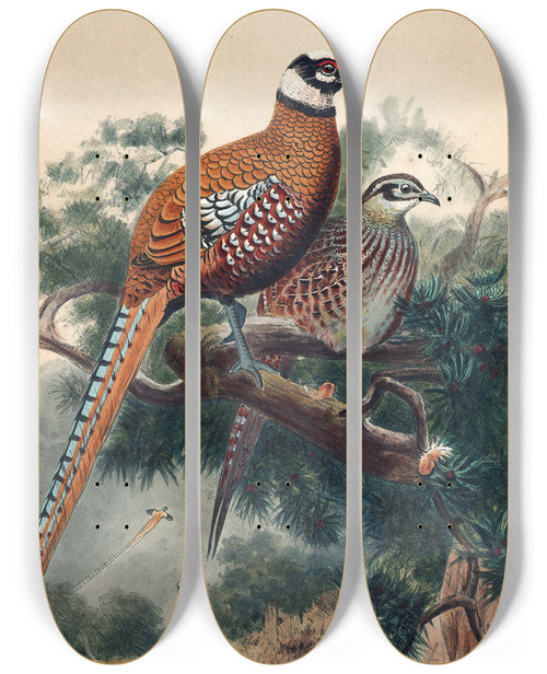 Triptych art skateboard deck of Joseph Wolf Reeves Pheasant_1 by Joseph Wolf (1820-1899)