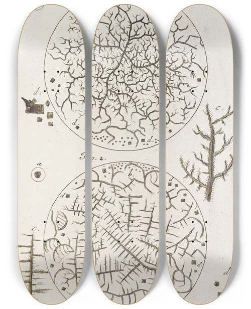 Triptych art skateboard deck of Martin Frobenius Ledermuller Amusement Microscopique Tant Pour Lesprit Que Pour Les Yeux Pl078 by Martin Frobenius Ledermu%Cc%88Ller (1719-1769)