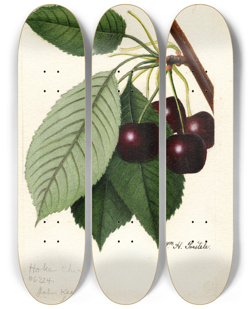 Triptych art skateboard deck of William Henry Prestele Prunus Avium Hoke by William Henry Prestele (1838-1895)