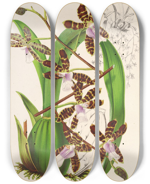 Triptych art skateboard deck of Charles Antoine Lemaire Odontoglossum Reichenheimii by Charles Antoine Lemaire (1800-1871)