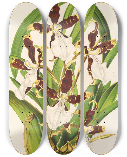 Triptych art skateboard deck of Charles Antoine Lemaire Miltonia Cuneata by Charles Antoine Lemaire (1800-1871)